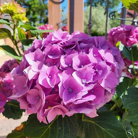 Santos Apartment Vrsar